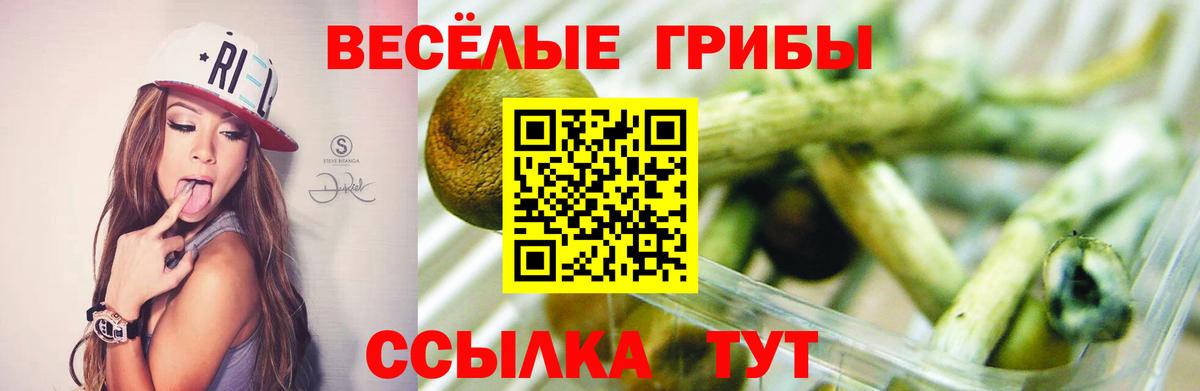 Псилоцибиновые грибы Psilocybe Томск
